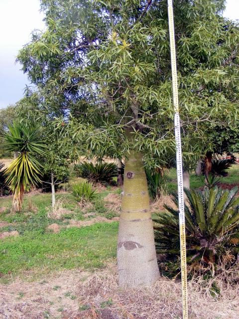 Brachychiton Rupestris QLD Bottle Tree - Landscaping Brisbane & Pool Design